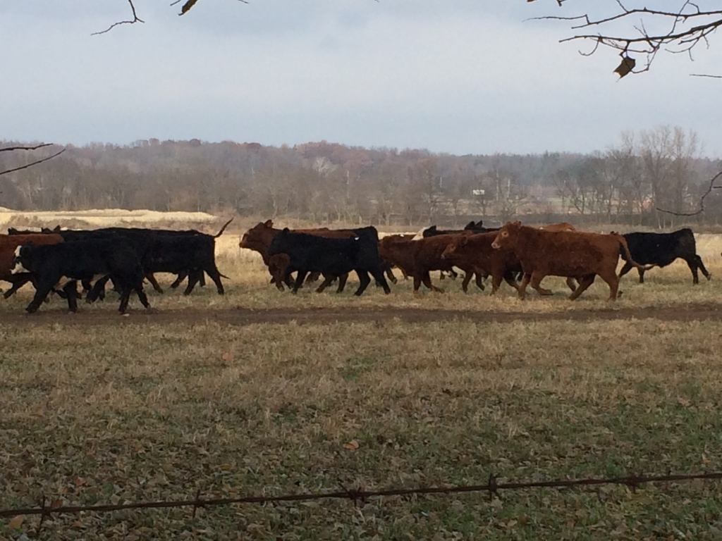 Cows in field